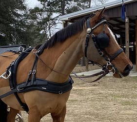 Arden Biothane Marathon Harness with Standard Lux Bridle Single